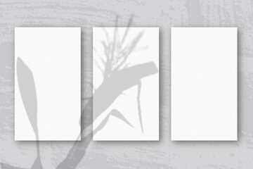 3 vertical sheets of textured white paper on soft blue table background. Mockup overlay with the plant shadows. Natural light casts shadows from a Spikelets and leaves of the plant. Horizontal