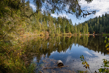 Closeup shot of a lake surrounded by greenery in Glaswaldsee, Black Forest, Germany