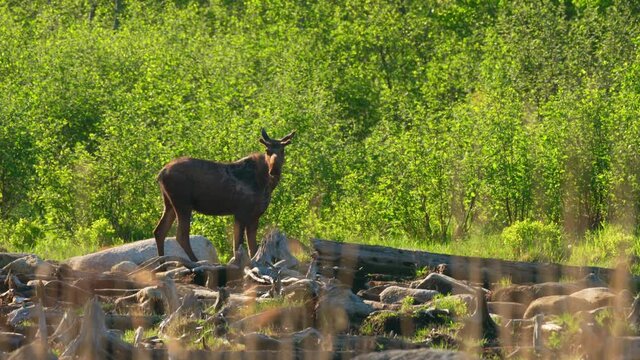 Beautiful young Bull moose drinks water from creek bed and then runs into woods