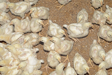 Broiler chickens in a chicken farm