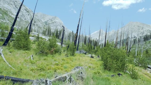 Smooth pan shot of lush green forest with burned down trees with background of mountains