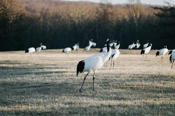 Red-crowned crane bird from Kushiro, Hokkaido in winter season.
