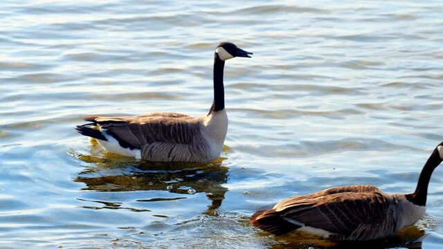Canada Goose, Branta canadensis, and gander and gossling swimming near lake shore water in closeup clip.