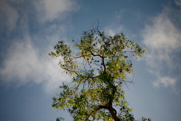 tree in the sky