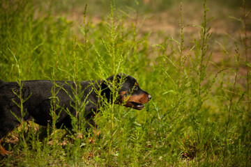 Doberman puppies