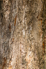 Tree bark background