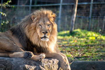 African Lion Resting on a Big Rock in a Sanctuary