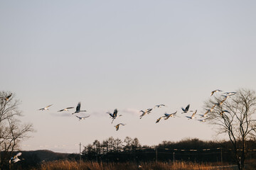 red-crowned cranes flying around Tsurui Village of Hokkaido, Japan.