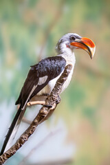 Full Profile Shot of a Hornbill Perching on a Branch