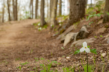 Trillium on a path landscape copy space