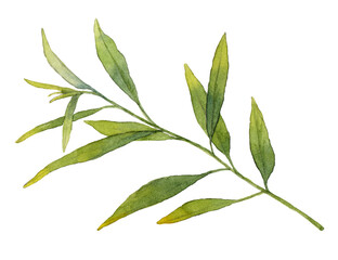 Green branch in watercolor. Hand drawn illustration. Isolated on white background.