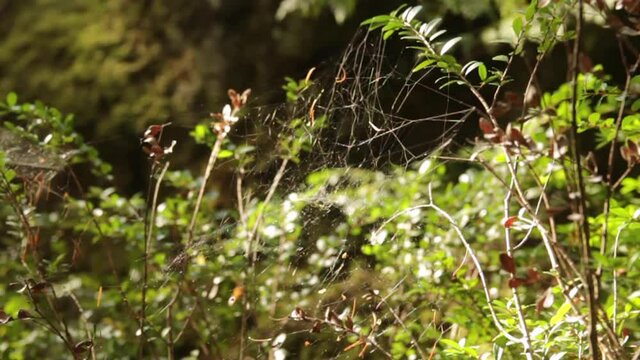 Thin spider web moving gently by wind in summer forest. Sun rays. Woods background