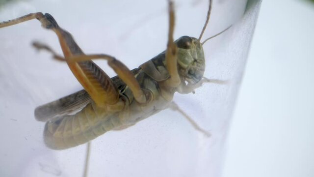 detail macro shot of green grasshopper from below