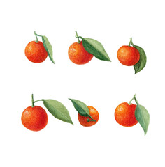 Tangerine fruit set with leaves. Orange citrus tree. Mandarine with leaves. Hand drawn watercolor illustration isolated on white background.