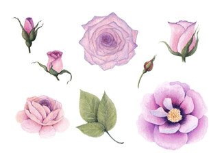 Watercolor vintage flowers and leaves: roses, peony, isolated on white background.