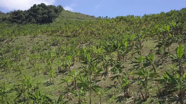 cultivo de platanos