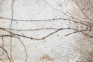 Dried up twigs of a plant growing on a white wall.
