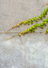 Ivy leaves on the wall. The green creeper plant on a grey wall creates a beautiful background.
