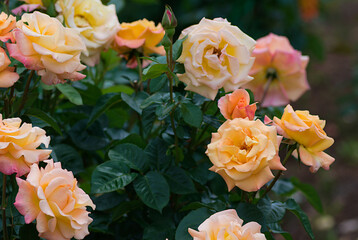bouquet of roses