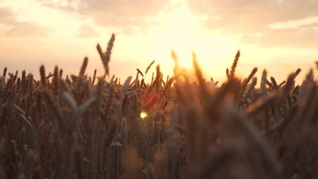 ears of wheat on the field a during sunset. wheat agriculture harvesting agribusiness concept. lifestyle walk in large wheat field. large harvest of wheat in summer on the field landscape