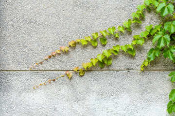 Ivy leaves on the wall. The green creeper plant on a grey wall creates a beautiful background.