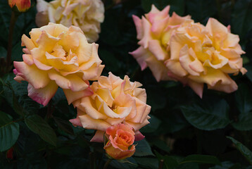 yellow and orange flowers