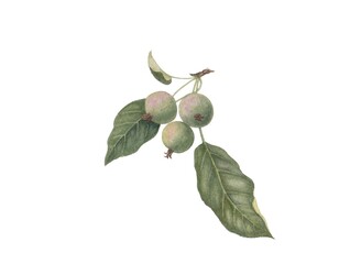 Wild apples. Crabapples. Watercolor illustration isolated on white background.