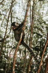 A marmoset Sagui (Callithrix jacchus) monkey sitting on the top of branch eating a banana in a tropical forest in Pipa, Brazil. With an out of focus green background