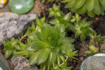 Green succulents in the florarium with stones and colored glass. Home plants.