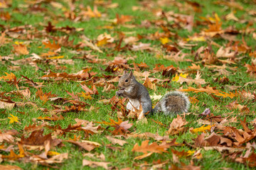 one cute grey squirrel eating on nut holding on its paws on the grasses filled with orange leaves