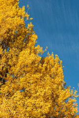 trees in the park covered with beautiful golden leaves under blue sky on a sunny day