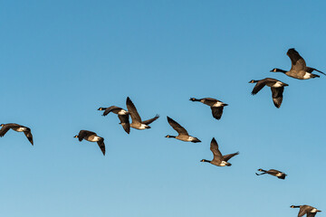 a flock of Canada geese in formation flew overhead under the blue sky on a sunny morning 