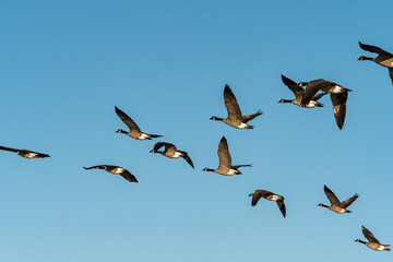 a flock of Canada geese in formation flew overhead under the blue sky on a sunny morning 