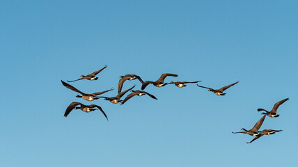 a flock of Canada geese in formation flew overhead under the blue sky on a sunny morning 