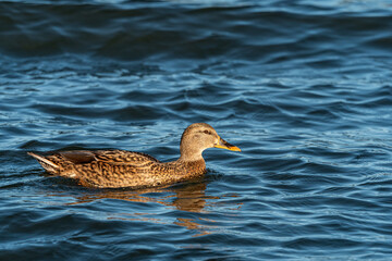 one female duck swimming on the waving surface of the ocean on a sunny day