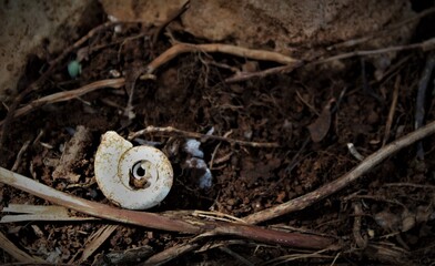 concha de caracol en tierra y ramas