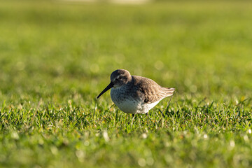 close up of a beautiful dunlin bird walking on the green grass field backlit by the sun searching for food 