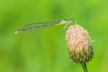 dragonfly on a leaf
