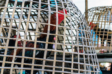Close up image of Chicken coop © ponsulak