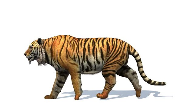 Tiger slowly walking across the frame on white screen - Animated tiger
