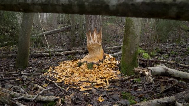 Tree trunk base recently gnawed by Beaver - Crane down wide reveal shot