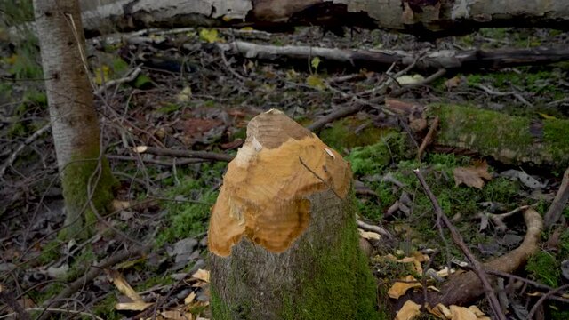 Tree stump gnawed down by beaver in wet nordic forest - Crane down close up