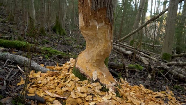 Tree log damaged and chewed by a Beaver amidst wet forest - Tilt down close up
