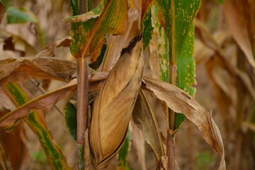 Old corn