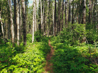Beautiful view on the Blue Lakes Hiking Trail during the summer at Duck Mountain Provincial Park, Manitoba, Canada