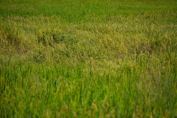 green rice field