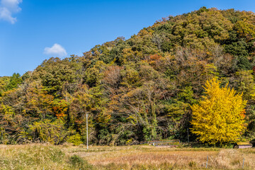 紅葉の山と青空、田舎の風景。京都府与謝郡与謝野町