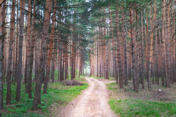 Obraz premium path in the european woods