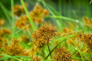 Closeup of blooming yellow flower