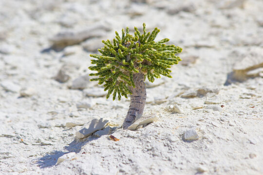 a plant growing in the desert regions of central asia